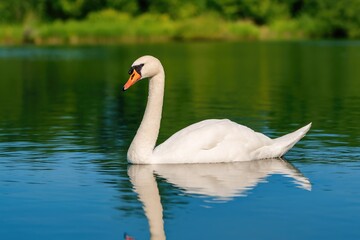 Fototapeta premium Elegant white swan gliding across a tranquil lake