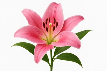 Naklejka premium Elegant pink lily blossom set against a plain white backdrop