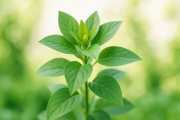 Obraz premium A vibrant plant showcasing lush, wide green foliage, appearing vigorous and flourishing.