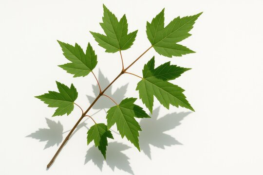 Acer ginnala branch showcasing Amur maple foliage