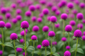 Fototapeta premium Stunning violet-colored Globe amaranth flower