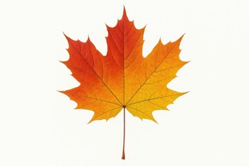 Fototapeta premium Vibrant autumn foliage on a plain white backdrop