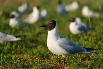 Colony of Black-headed Gulls in their nesting area