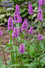 Obraz premium Beautiful flowers of betonica officinalis blooming in the garden in early summer.