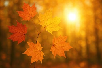Obraz premium Autumn foliage illuminated by sunlight with a soft-focus fall backdrop