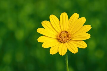 Fototapeta premium Vibrant yellow blossom against lush green backdrop that lifts your mood