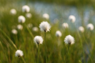Stunning macro shot of cotton-like plants thriving in a wetland environment