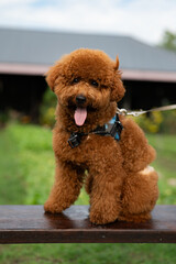 Cute Beautiful happy Poodle at garden