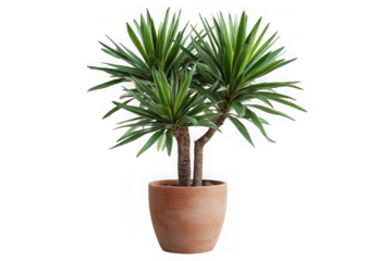 Healthy green yucca plant in a terracotta pot isolated on white background