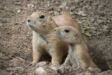 prairie dog on the ground