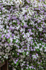 Obraz premium Brunfelsia latifolia Flowers with very good smell.