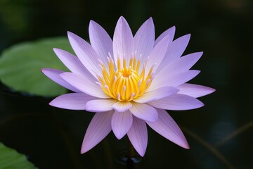 A soft violet lotus in full bloom