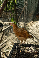 Hen walking along fence under sunlight. Captured from the side with focus on natural motion.