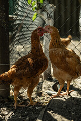 Two hens standing near chicken wire and fence. Traditional village poultry setup.