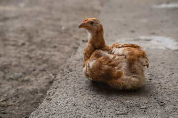 Brown chicken lying down on the farm ground. Peaceful moment in rural backyard setting.