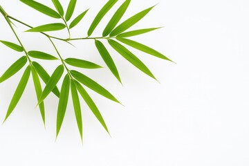 Naklejka premium Lush bamboo foliage against a stark white backdrop