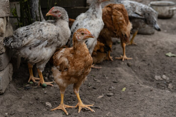 Many hens standing on dirt ground under natural daylight. Raw and unfiltered look at traditional poultry keeping.