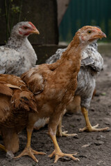 Group of chickens of different colors gathering together. Authentic farm life scene with traditional poultry.