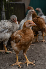 Brown and gray chickens standing closely together. Real-life farmyard scene with mixed poultry...