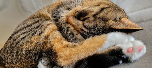 An Adorable Cat Sleeping Comfortably While Relaxing on the Couch in its Cozy Home