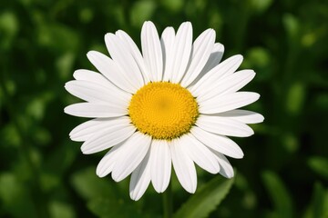 Fototapeta premium A Stunning Variety of Daisy Flower