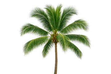Single palm leaf silhouette on a plain white backdrop