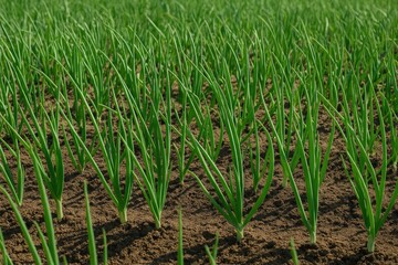 Fototapeta premium Homegrown Onion Cultivation in Your Garden