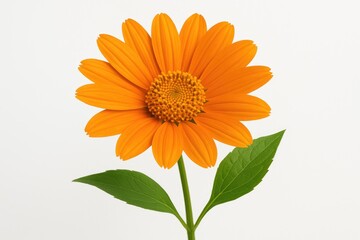 Fototapeta premium White background featuring a vibrant orange blossom