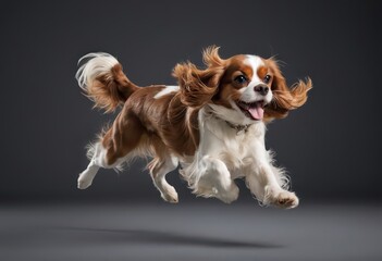 cavalier king dog isolated on grey studio background, adorable puppy, lovely pet 3