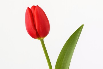 Naklejka premium A single red tulip displayed on a white backdrop for celebration