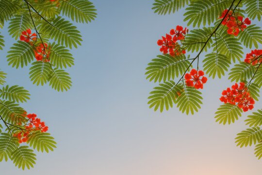 Evening skyline captured beneath blooming gulmohar trees