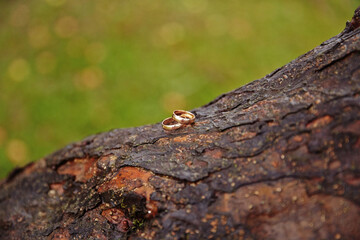 Two gold wedding rings are on a tree trunk