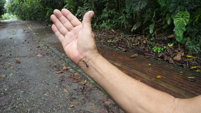 Bullet ant, also known as Paraponera clavata, crawling on a man's hand in the Amazon rainforest of Ecuador