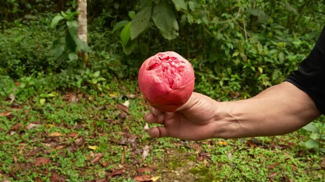 Close up view capturing professional botanist gently holding vibrant Brownea Jaramilloi flower, revealing intricate details of rare Amazonian plant species during scientific research expedition