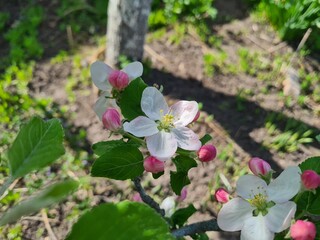 Nature's Bounty: Ripe Apple and Green Leaves on the Tree Branch

