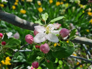 Nature's Bounty: Ripe Apple and Green Leaves on the Tree Branch
