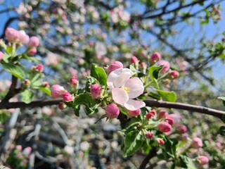 Nature's Bounty: Ripe Apple and Green Leaves on the Tree Branch
