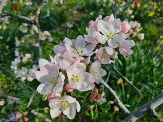 Nature's Bounty: Ripe Apple and Green Leaves on the Tree Branch
