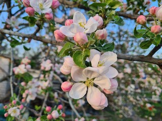 Nature's Bounty: Ripe Apple and Green Leaves on the Tree Branch
