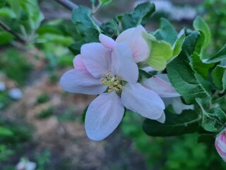 Nature's Bounty: Ripe Apple and Green Leaves on the Tree Branch
