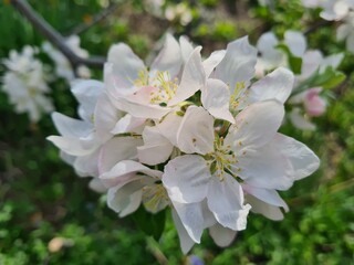 Nature's Bounty: Ripe Apple and Green Leaves on the Tree Branch
