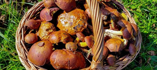 Experience a Bountiful Harvest of Fresh Edible Mushrooms Nestled in a Charming Rustic Basket