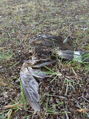 Dead Decaying Pigeon Body that had been Killed and Eaten by Predator