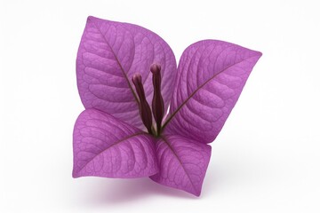 Vibrant Bougainville Blossom Set Against a White Backdrop