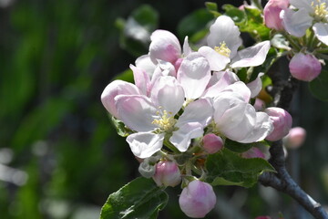 Nature's Bounty: Ripe Apple and Green Leaves on the Tree Branch
