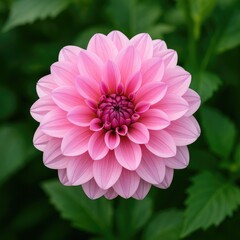 Obraz premium Vibrant pink Dahlia blossom surrounded by lush green foliage