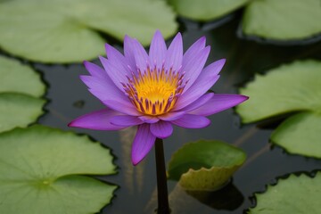 Violet Lotus Flowering in a Water Garden