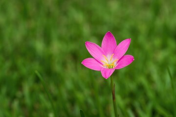 Rain lily in Southeast Asia