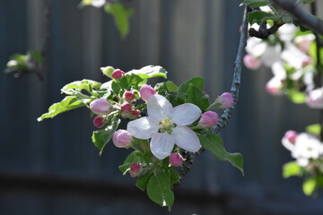 Nature's Bounty: Ripe Apple and Green Leaves on the Tree Branch
