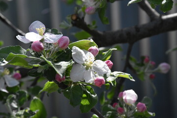 Nature's Bounty: Ripe Apple and Green Leaves on the Tree Branch

